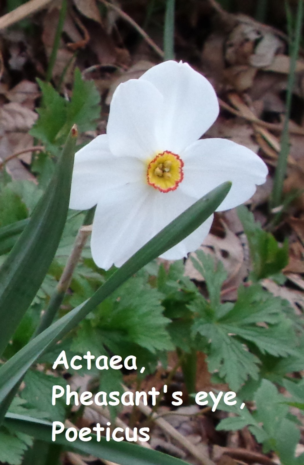 15 DAFFODIL BULBS ACTAEA ( POETICUS ) Narcissus Jonquils FromMyGarden*PlsREAD