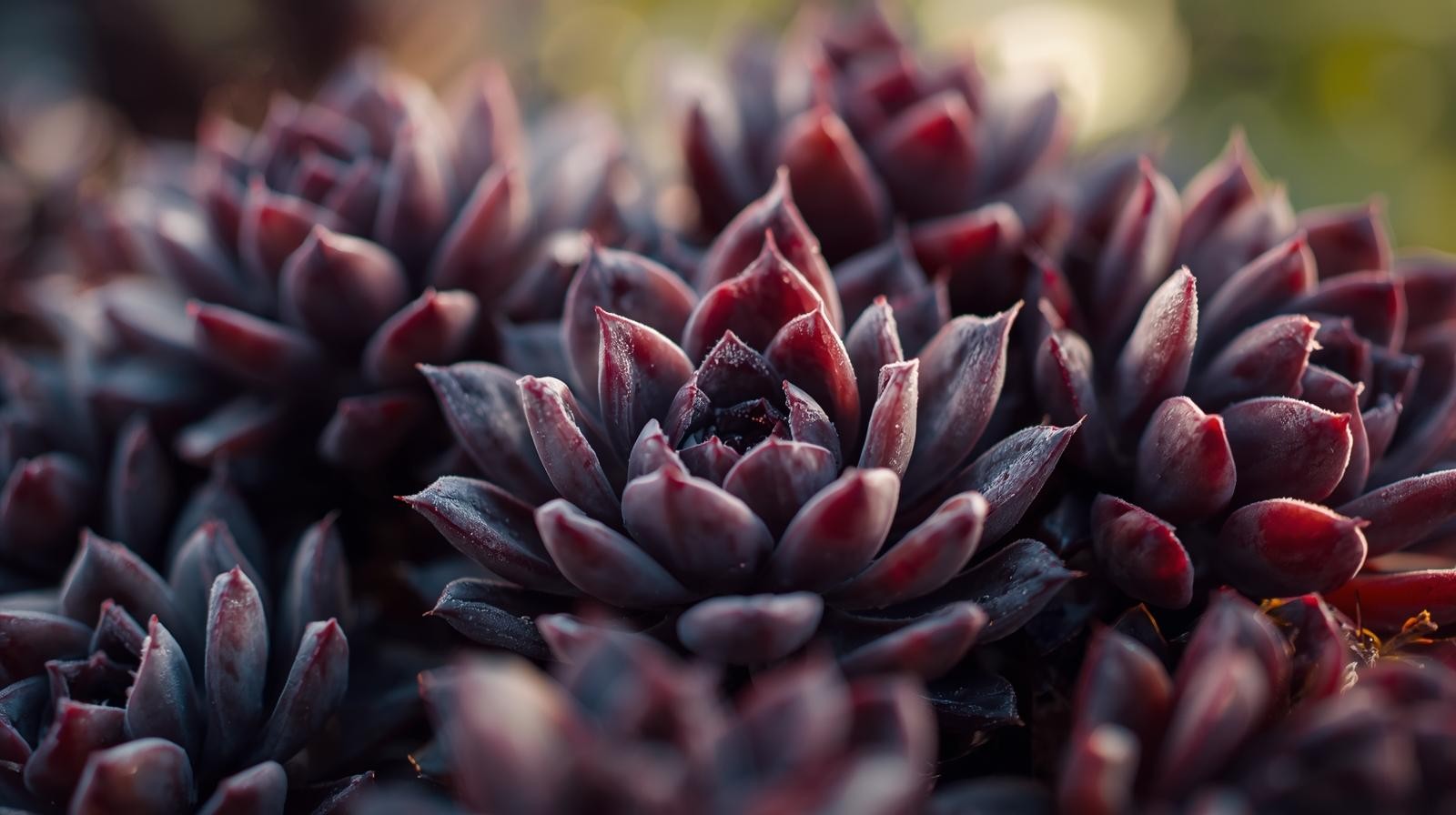 Echeveriaaffinis Black Knight