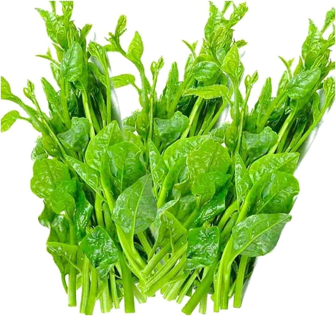 200+ Malabar Spinach Seeds for Planting – Ceylon Spinach Rau Mong TOI Green S…
