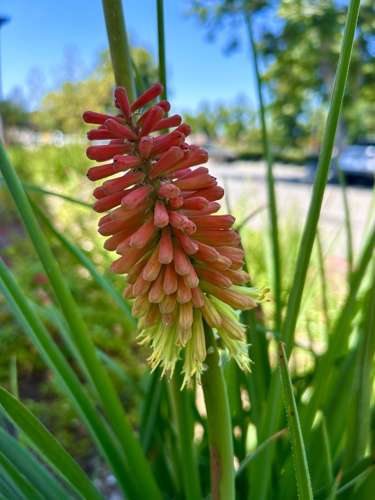 Red Hot Poker, Kniphofia Uvaria, Torch Lily – 50 Seeds 2023 – USA