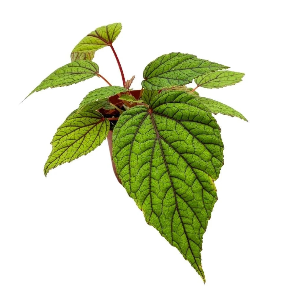 Begonia Abdullahpieei, 4 Inch Green Rare Rhizomatous Rhizo Red Stem Veins