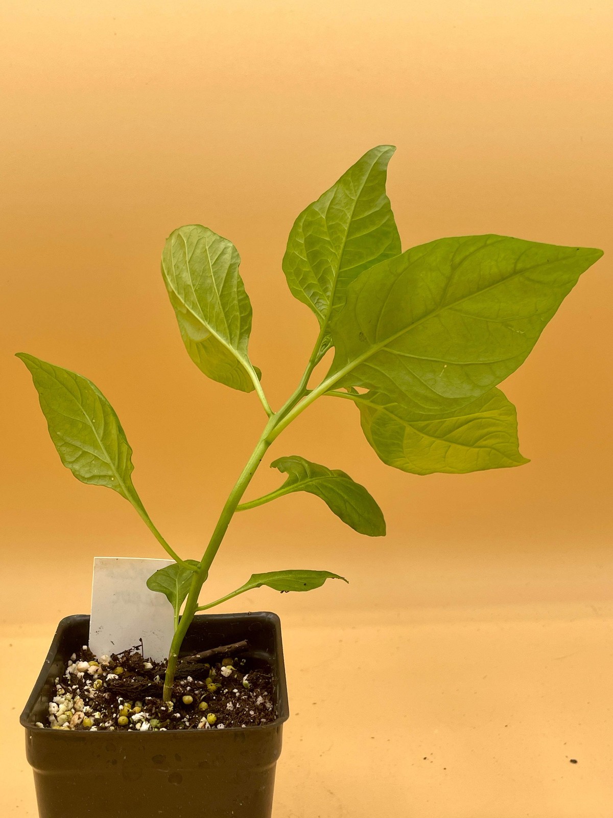 Carolina Reaper Pepper Live 3″ Starter Plant – Capsicum Chinense – Super Hot!!!