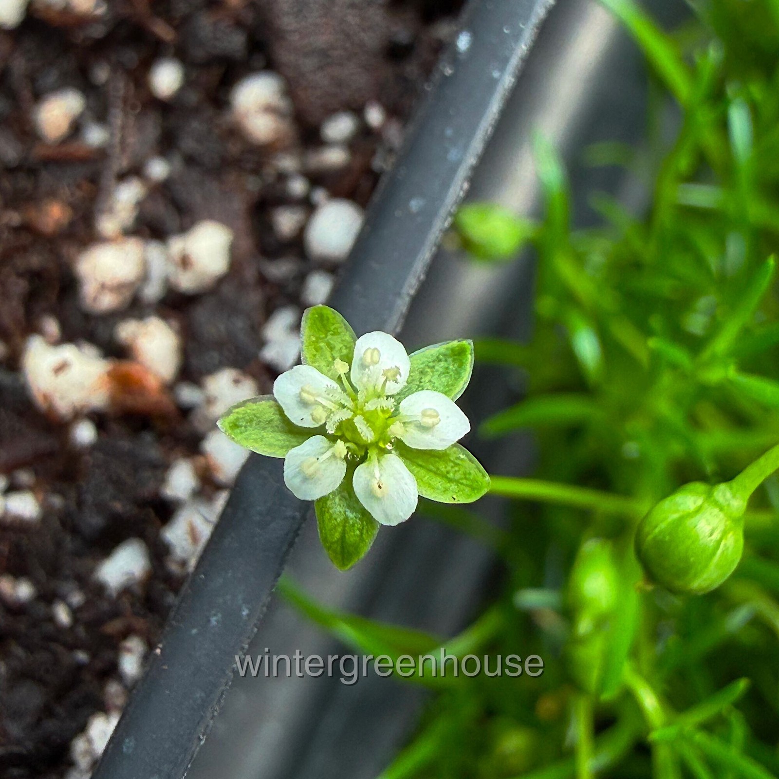 Sagina subulata, Irish Moss Ground Cover, Container Size: 4x 2.63×1.72×2.75″