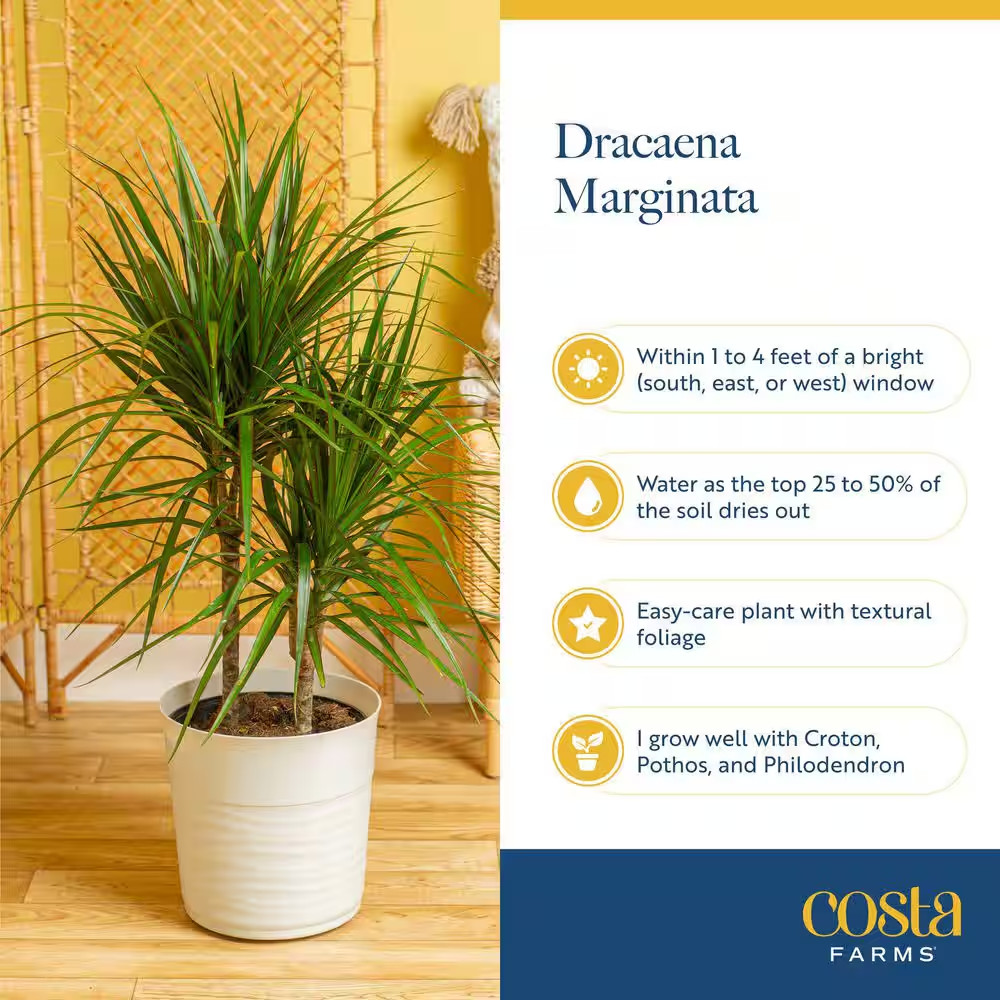 Marginata Indoor Plant in 10 In. Decor Pot, Avg. Shipping Height 2-3 Ft. Tall