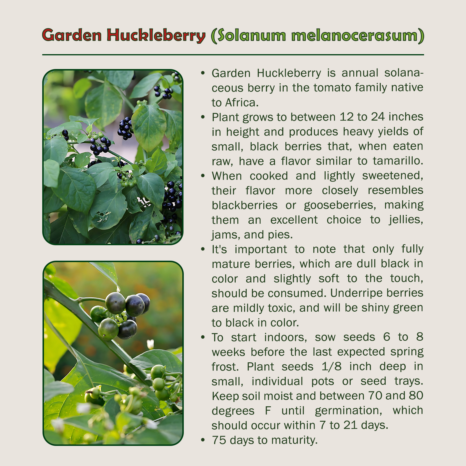 50 Garden Huckleberry Seeds, Solanum melanocerasum, Non-GMO, Genuine USA