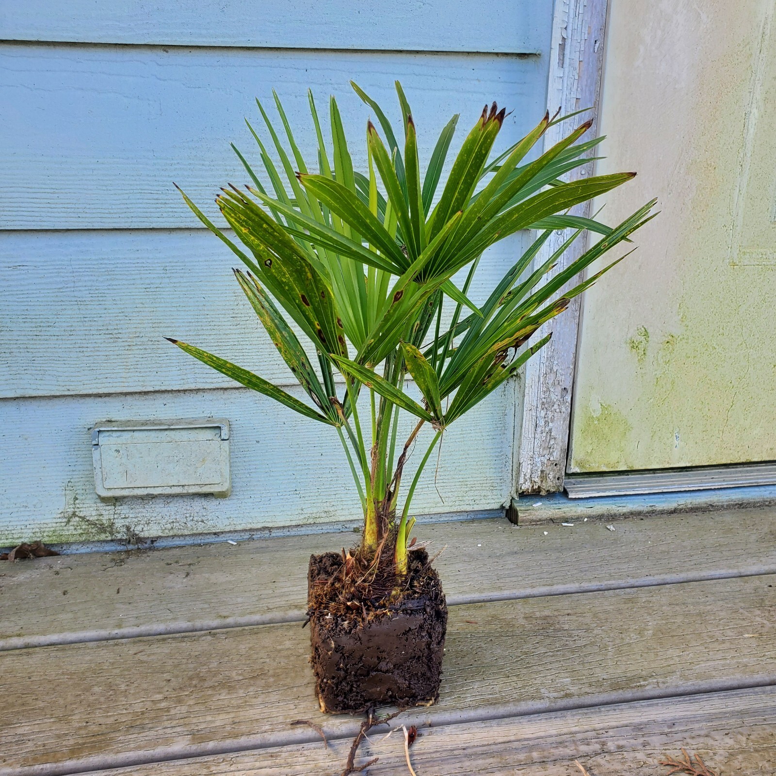 Windmill Palm Tree, 3 yearling, Cold Hardy 18″ – 24″ High