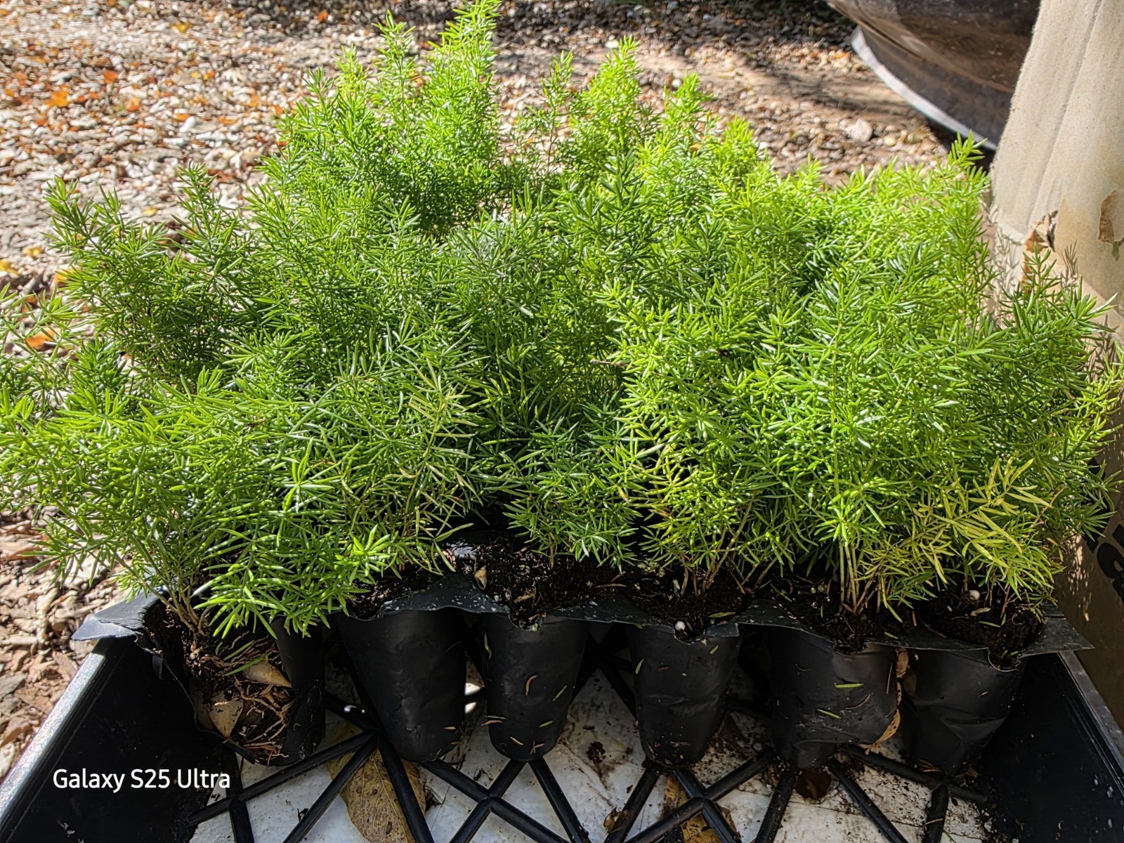 3 Asparagus Foxtail Fern Seedling Asparagus Meyeri 3″-4″ tall Nice