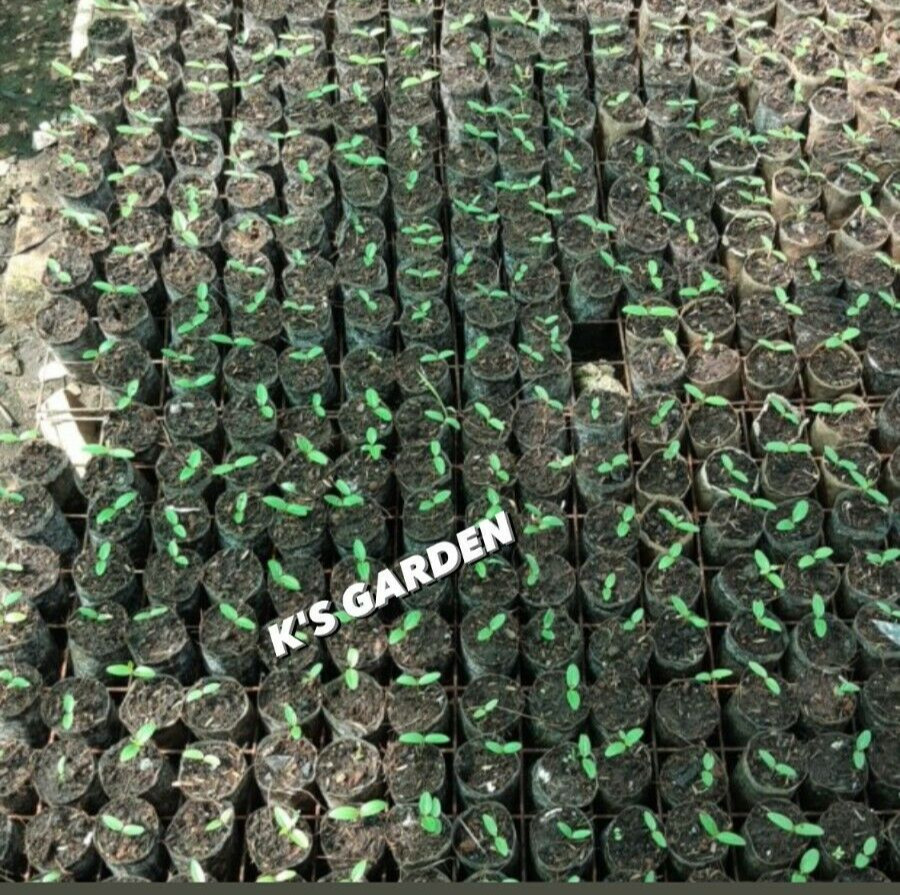 5 PCS RIVER LEAF VINE SEEDS , HAT LÁ GIANG |HIGH GERMINATION RATE 85%|