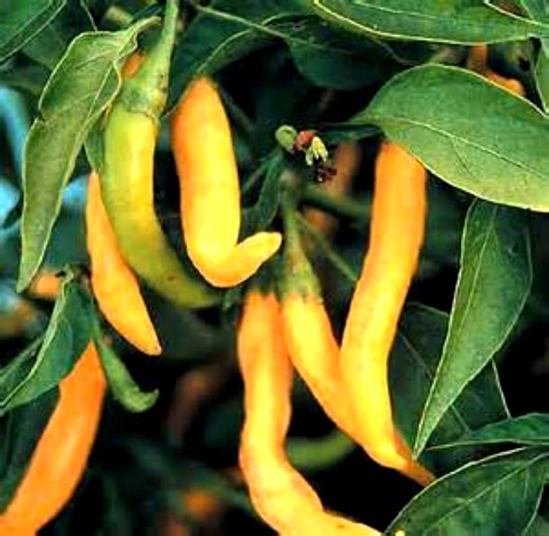 Golden Cayenne Hot Pepper! GREAT BRIGHT COLOR! Free Gift & Combined S/H!