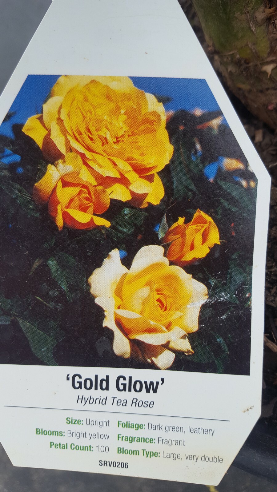 Gold Glow Rose 2 Gal Bright Yellow FRAGRANT Bush Plants Hybrid Tea Plant Roses