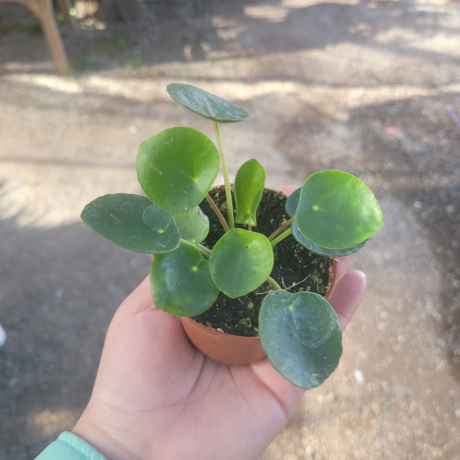Pilea Peperomioides Chinese Money 4in pot – Chinese Money Plant – UFO Plant