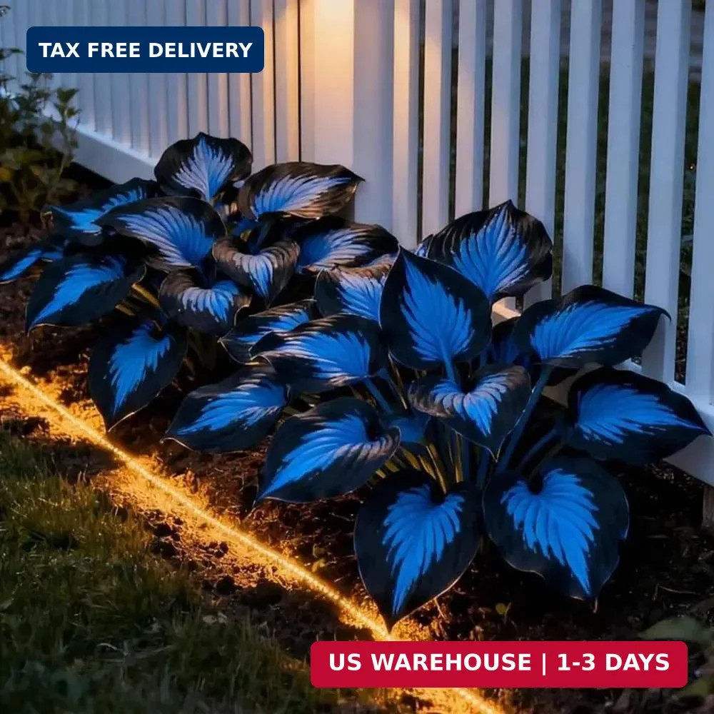 220+ Hosta Seeds Blue Perennial for Planting,Hosta Seeds Blue and Black,Rare Hos
