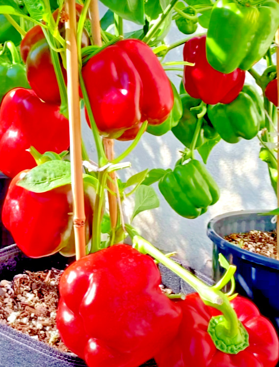 200 CALIFORNIA WONDER BELL PEPPER MIX SEEDS GARDEN VEGETABLE HEIRLOOM NON-GMO US