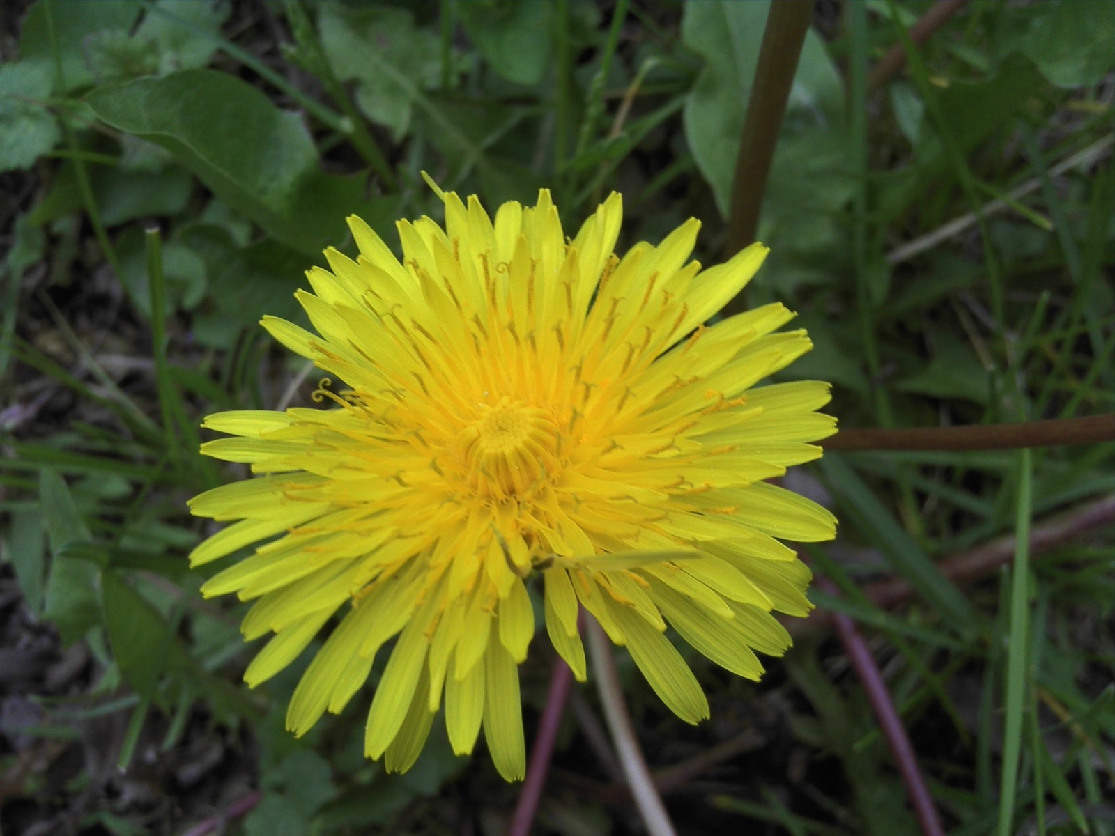 5,000 SEEDS DANDELION