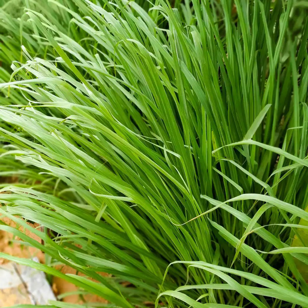 1 Gal. Lemongrass Plant