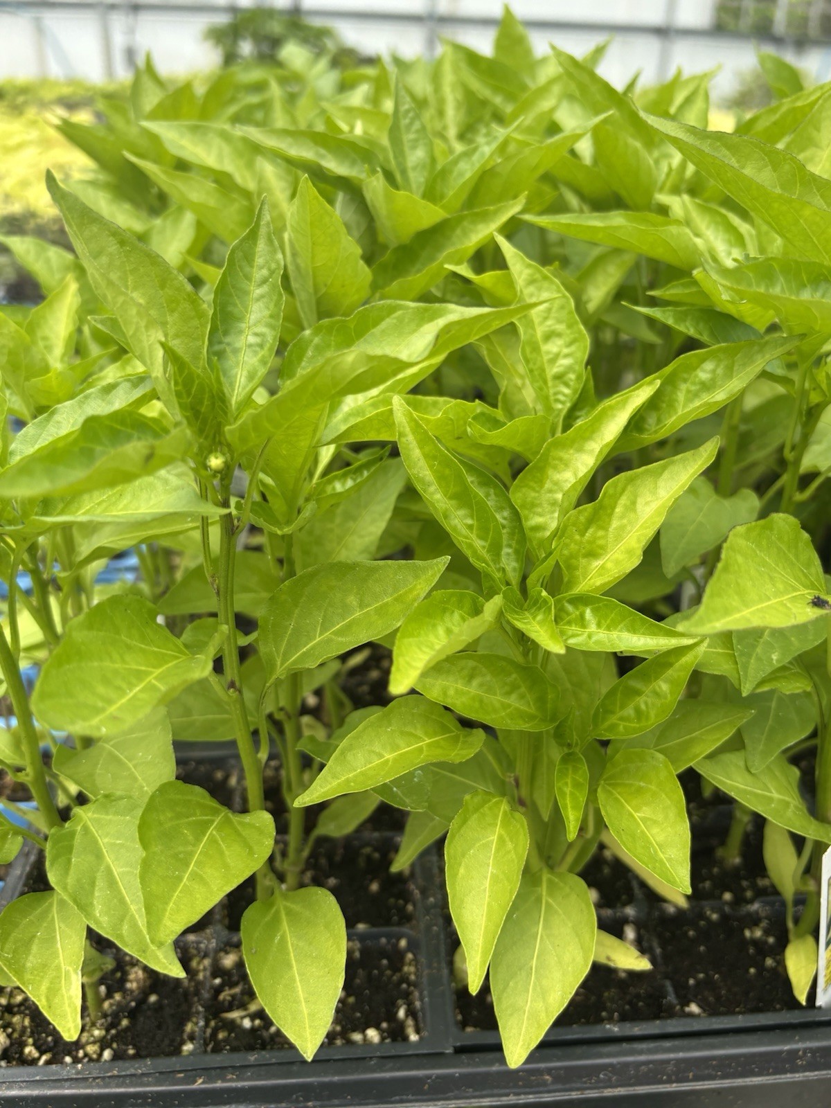 Sweet Banana PEPPER LOT OF 3 Hot Pepper LIVE PLANTS