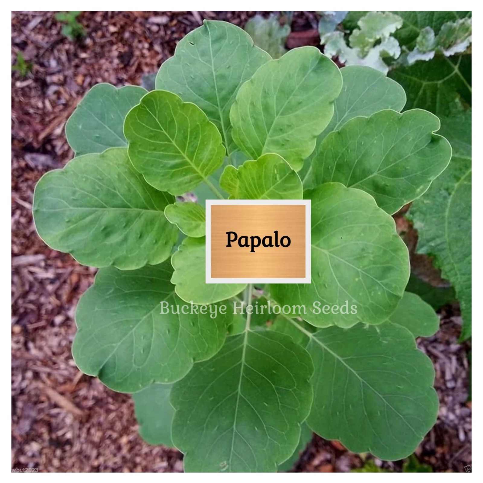 Papalo | 400 Seeds | Leaves used in Salsa | Salads | (Porophyllum ruderale