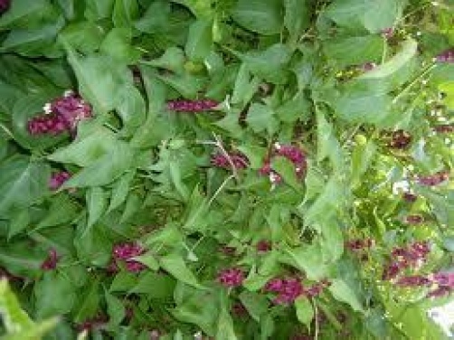 Leycesteria formosa Himalayan Honeysuckle 20 seeds
