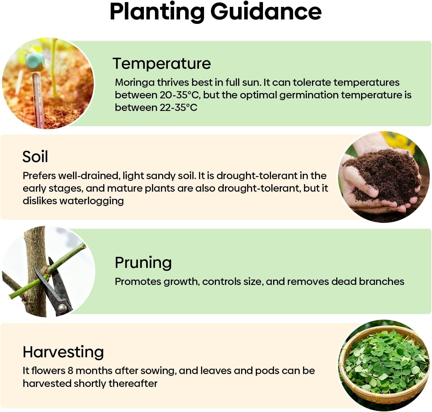 Moringa Seeds for Planting, 2 Ounce 140+ Seeds, 100% Natural Semillas de Mori…