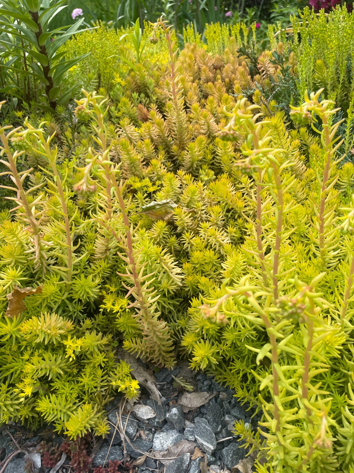 Stonecrop Sedum -Petrosedum rupestre -Prick-madam – 14 plants