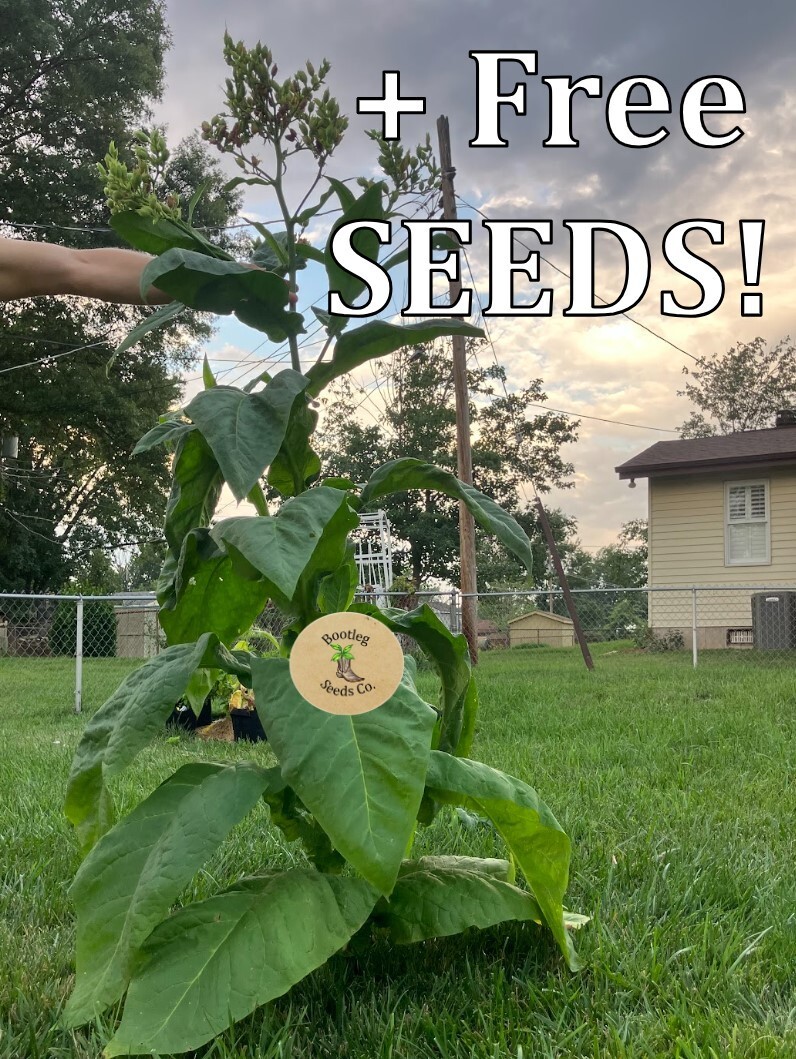 1000 Black Mammoth Tobacco Seeds – Hand Pollinated & Selectively Bread