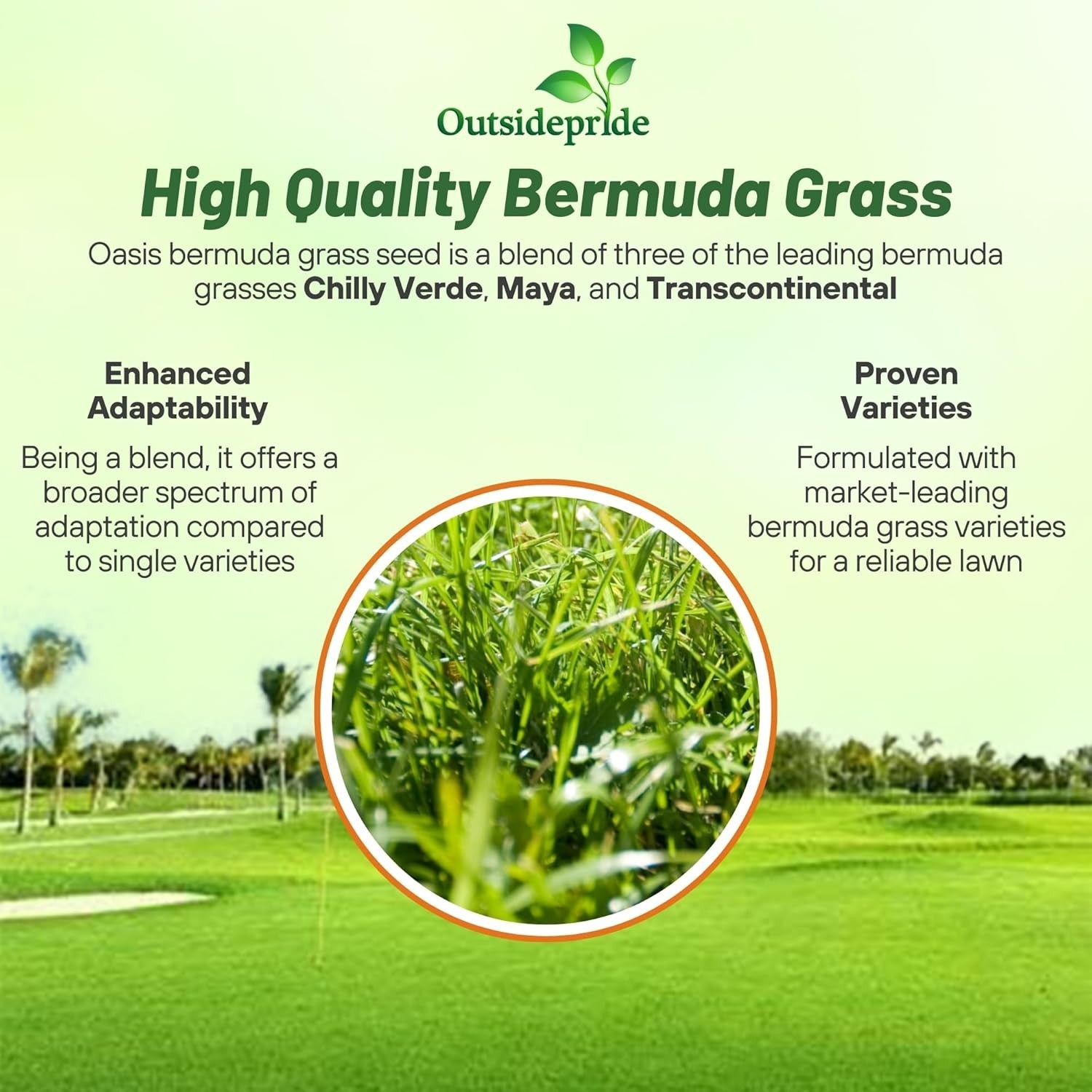 5 lbs Oasis Bermuda Grass Seed – Ideal for High Traffic & Sunny Areas