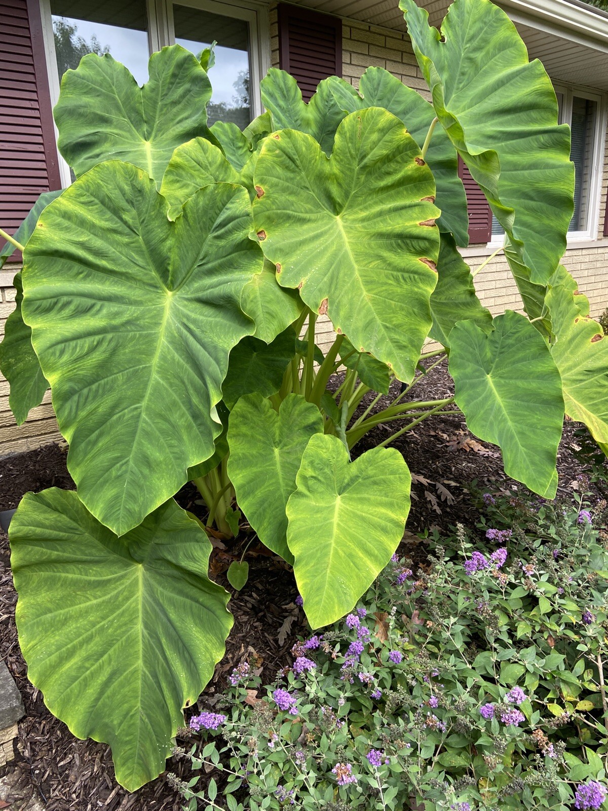 3 MEDIUM size Elephant Ear Bulbs….SPRING SALE!