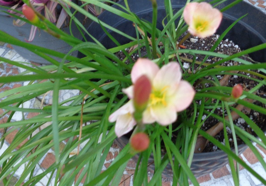 10 Pink / White / Yellow Rain Lily Bulbs – ship bare root