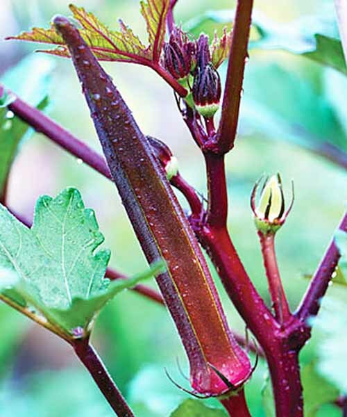 50+ Red Burgundy Okra Seeds Vegetable Seeds(Abelmoschus Esculentus) USA