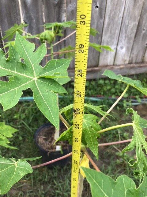 26-30″ Tall Papaya Plant