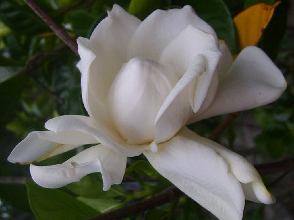 Frostproof Gardenia Plant Fragrant Double White Flowers Spring Summer Bloomer
