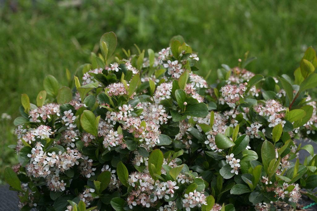 Green Promise Farms Proven Winners – Aronia Scape Mound Chokeberry Shrub White