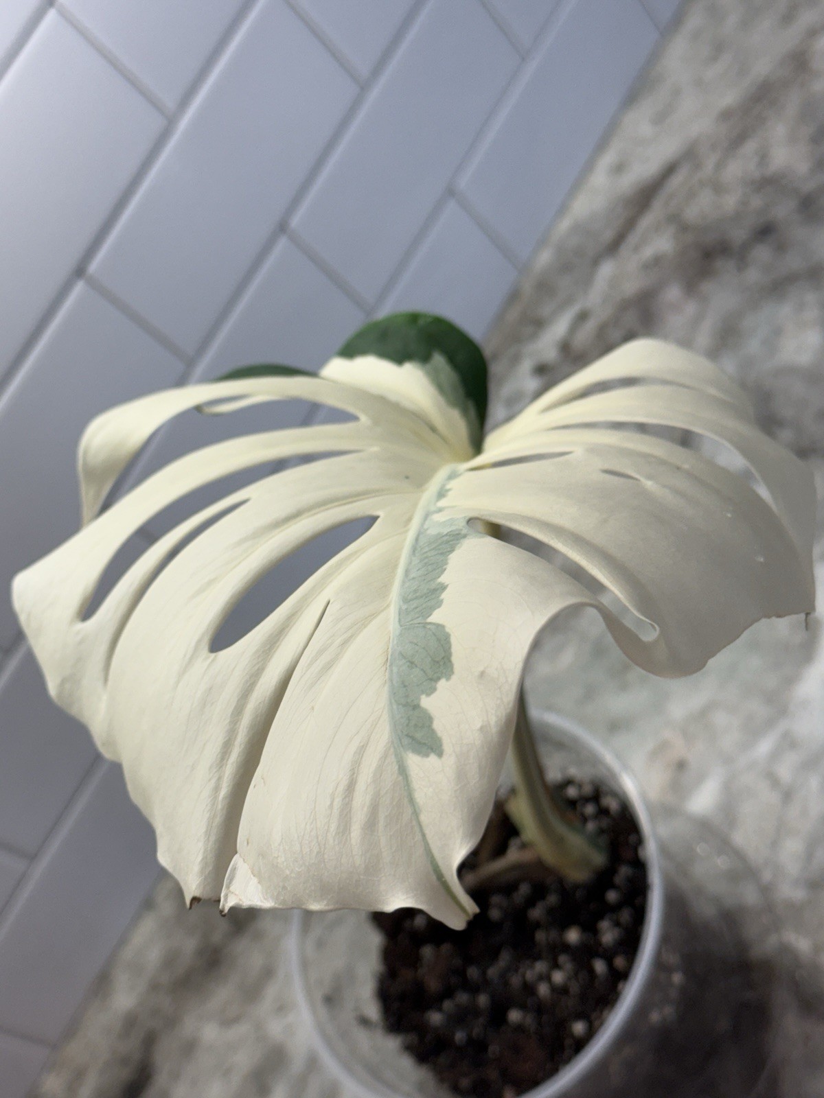 High Variegation Fully Rooted Monstera Albo Activated Growth Point