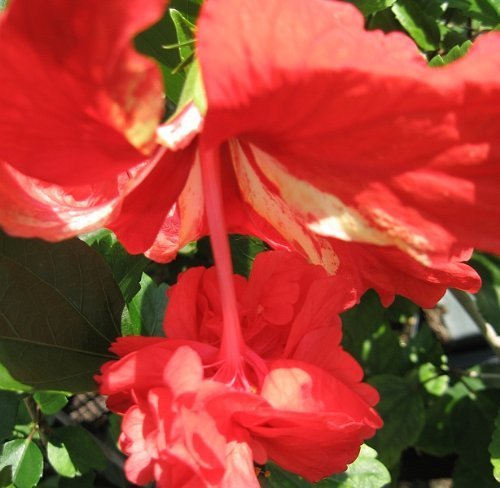RED Lions Tail Tropical Hibiscus Plant Rare Unusual Pom Pom Poodle Tail Flower