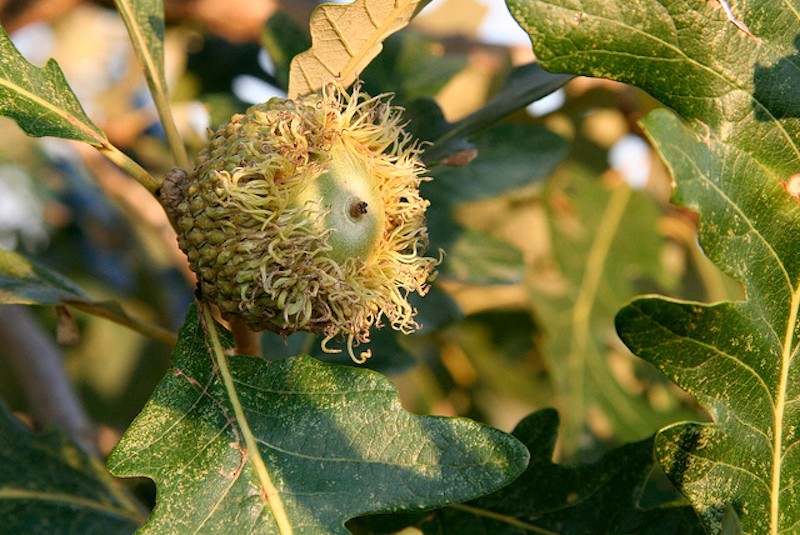 3 Bur Oak Tree 12-24″ Quercus macrocarpa Bare Root