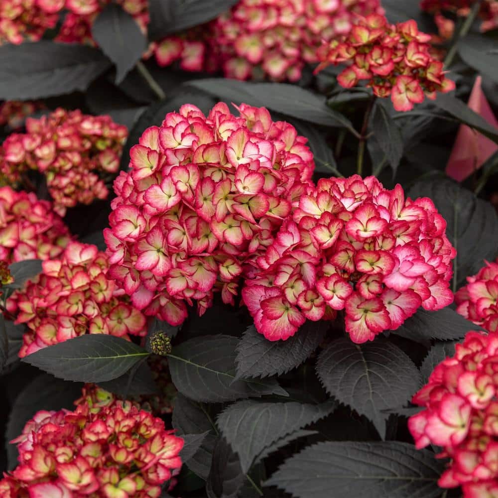 Eclipse® Bigleaf Hydrangea 2 Gallon Eclipse Hydrangea Shrub Spring Flower