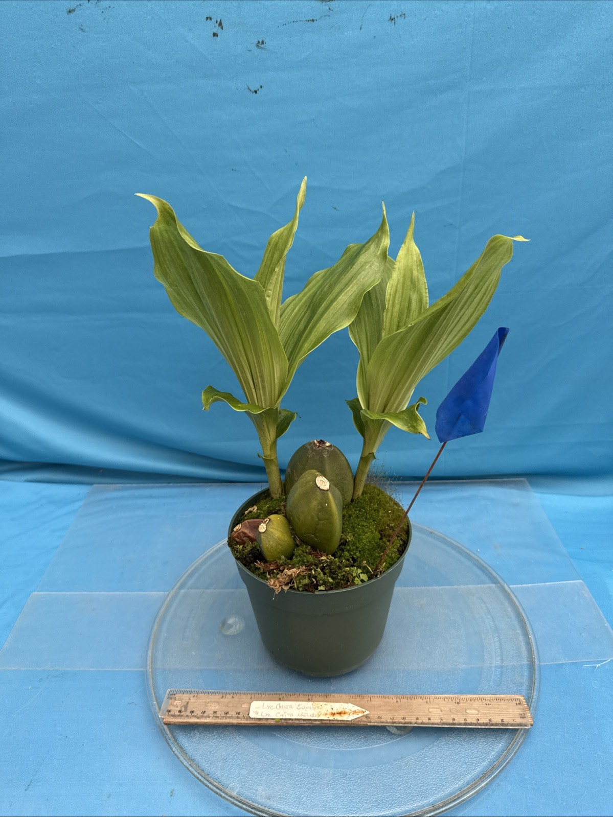 Lycaste Chita Sunset x Cita Melody Pink Red 2 New Growths Orchid Hybrid 7” Pot