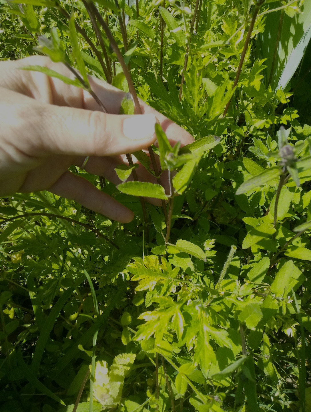 10 Florida Betony (Stachys floridana) Root Tubers- Freshly Dug & Ready To Plant