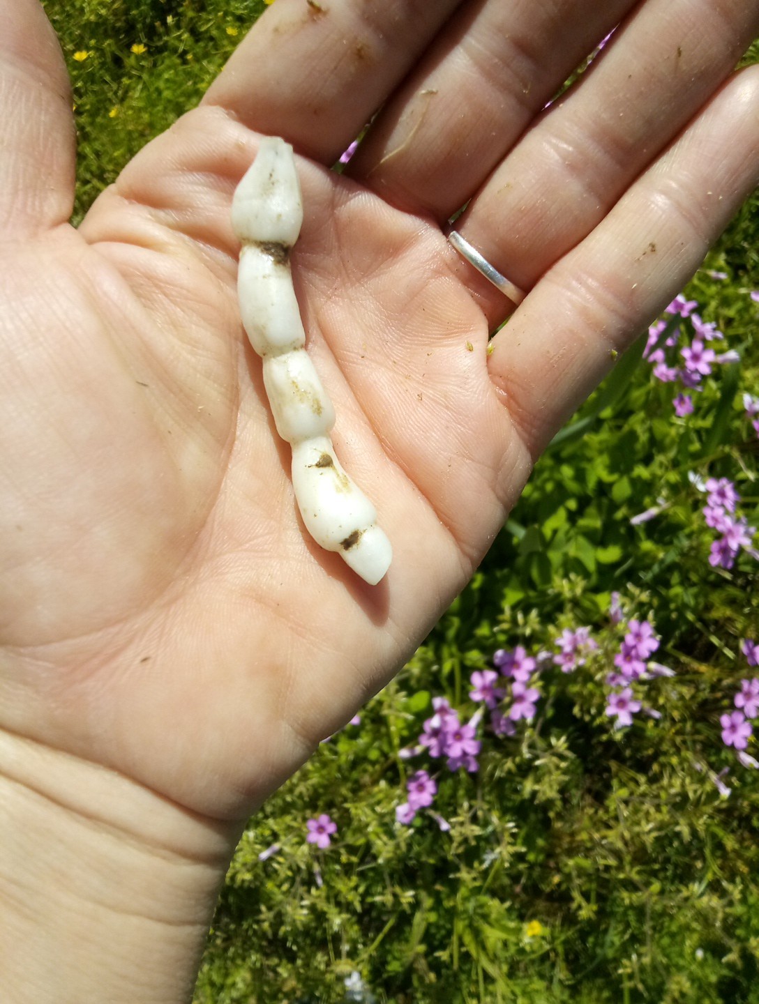 10 Florida Betony (Stachys floridana) Root Tubers- Freshly Dug & Ready To Plant