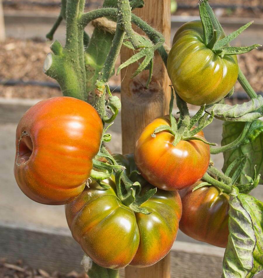 50+ Organic Black Krim Tomato Seeds Large Beefsteak Rare Russian Heirloom USA