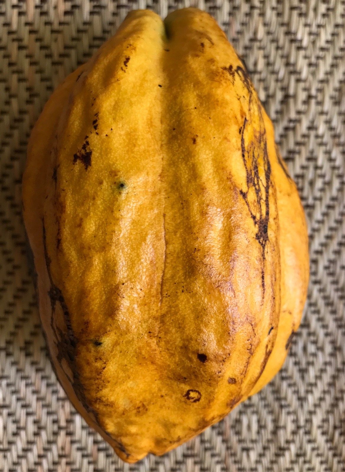 FORASTERO Jaco Jaca Variety Theobroma Cacao Cocoa Chocolate Fruit Tree Potted Pl