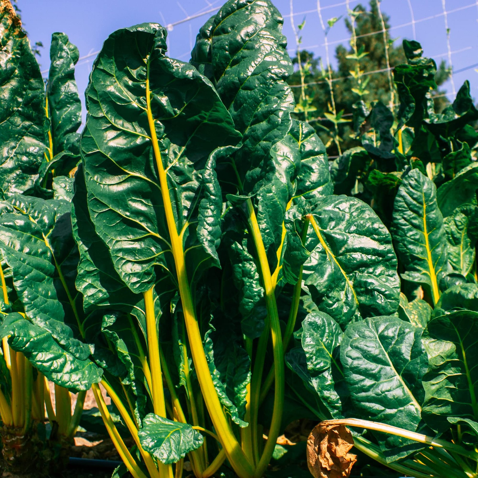 Mountain Valley Seed Company Vegetable Garden Can 50000 Seeds 16 Varieties For