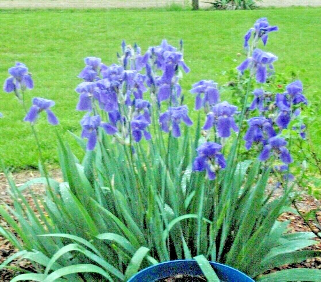 ‘Juniata’ 1909 Old Fashioned Light Purple Flags Tall Bearded Iris 1 plant