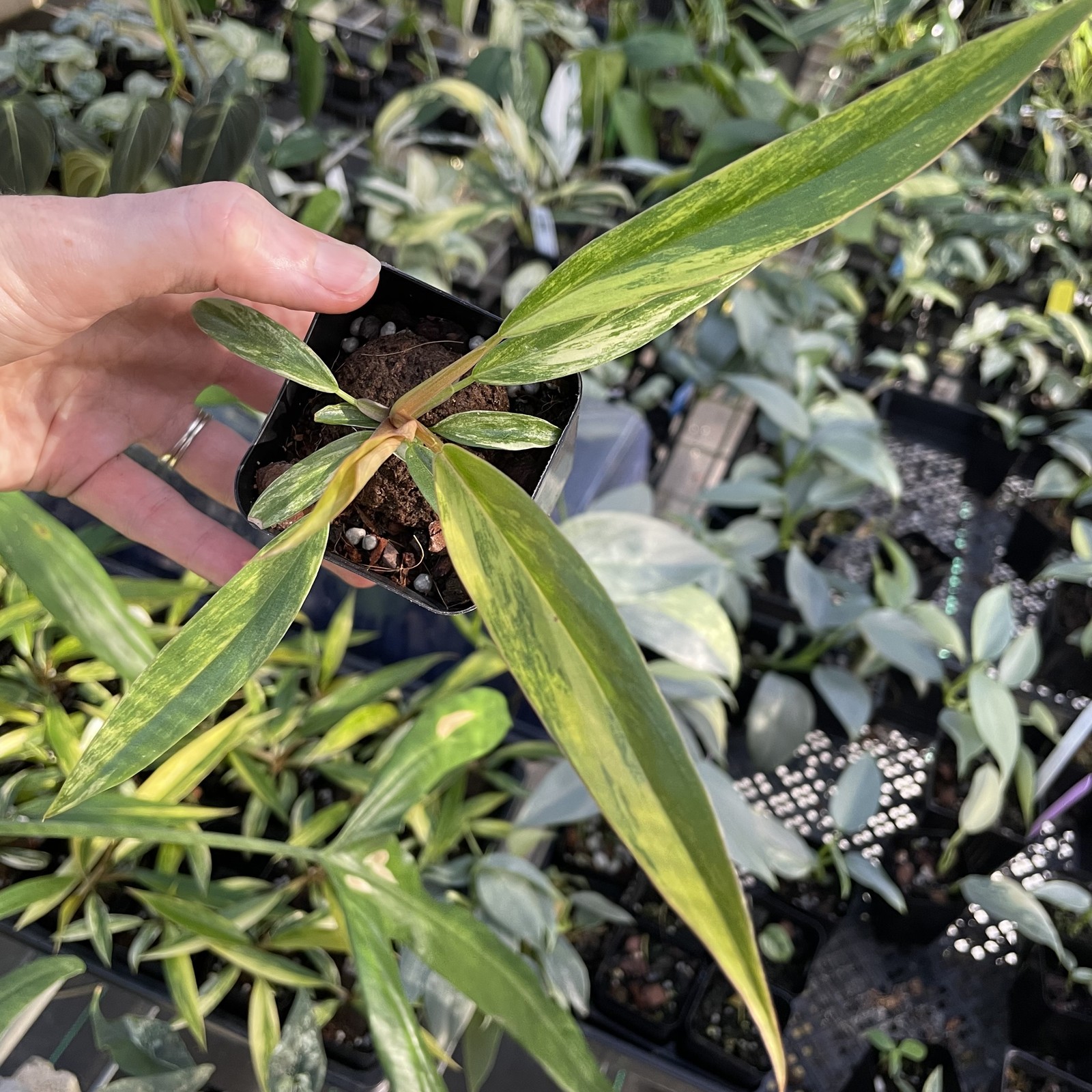Philodendron Caramel Marble variegated 2.5″ pot, Fedex 2day*