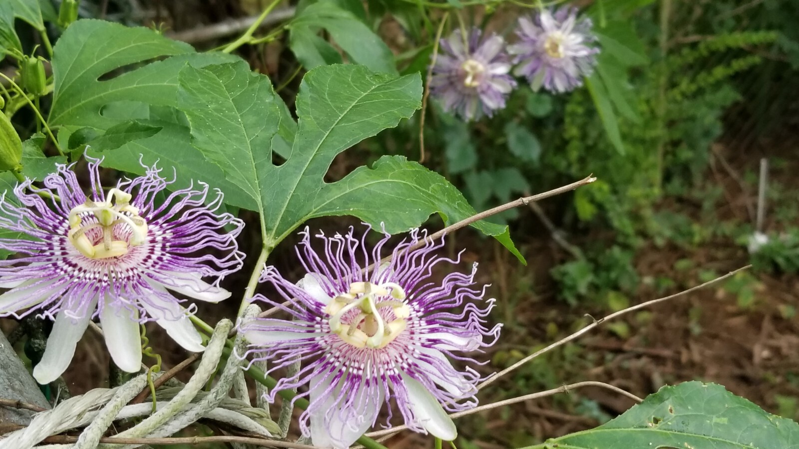 passion flower live plant/Maypop (buy one get one free for good measure)