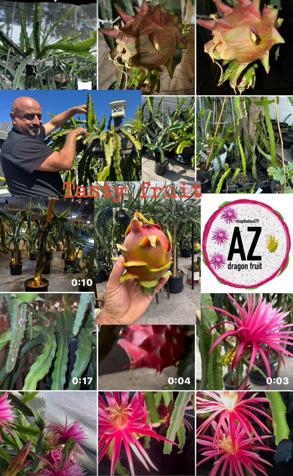 3 A5 DRAGON FRUIT CUTTING 10-12 Inches Check Description