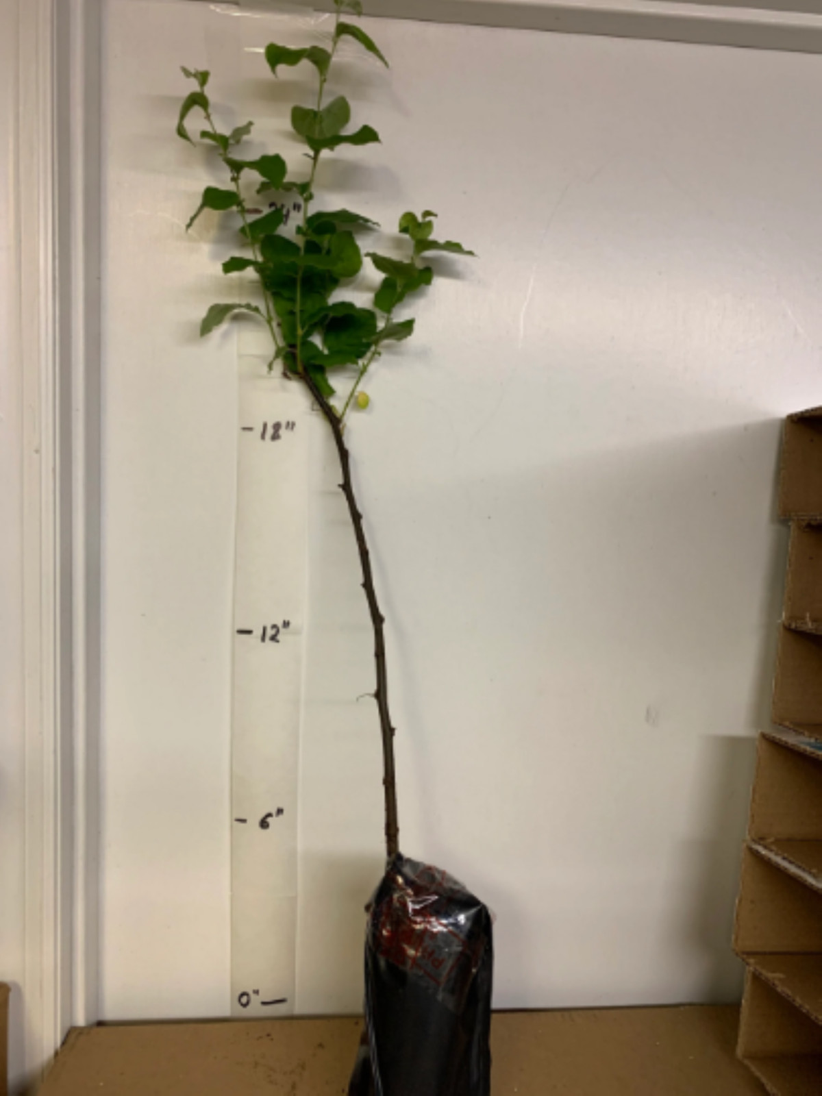 30-40” tall Cydonia Provence Quince rooted 1-2 year old plant