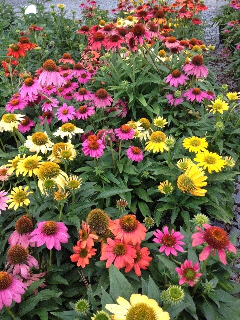 Cheyenne Spirit Coneflower Mix 50+ Fresh Seeds Yellow Red Orange ++ Echinacea