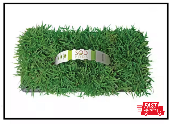 Zoysia Grass Plugs (32-Count) Natural with Fully Established Root System Fresh