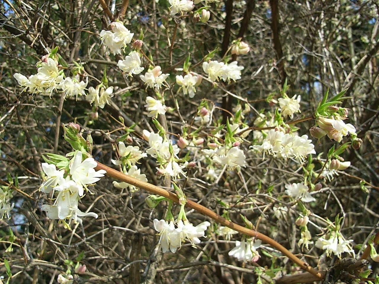 Lonicera fragrantissima | Winter Honeysuckle | 20_Seeds